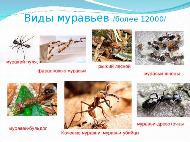 Виды муравьев /более 12000/ муравей-пуля,  рыжий лесной фараоновые муравьи муравьи-жнецы муравьи-древоточцы муравей-бульдог Кочевые муравьи  муравьи-убийцы 
