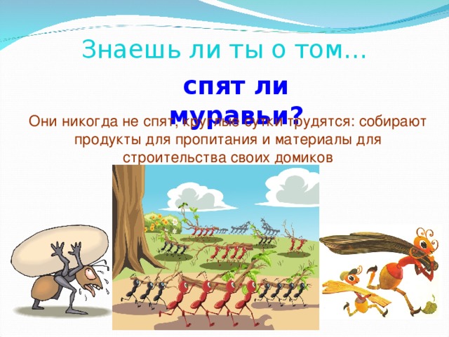 Знаешь ли ты о том… спят ли муравьи?  Они никогда не спят, круглые сутки трудятся: собирают продукты для пропитания и материалы для строительства своих домиков 