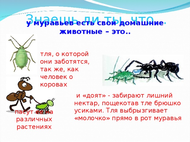 Знаешь ли ты, что… у муравьев есть свои домашние животные – это.. тля, о которой они заботятся, так же, как человек о коровах  и «доят» - забирают лишний нектар, пощекотав тле брюшко усиками. Тля выбрызгивает «молочко» прямо в рот муравья пасут ее на различных растениях 