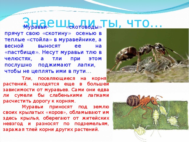 Знаешь ли ты, что…  Муравьи- «скотоводы» прячут свою «скотину» осенью в теплые «стойла» в муравейнике, а весной выносят ее на «пастбище». Несут муравьи тлю в челюстях, а тли при этом послушно поджимают лапки, чтобы не цеплять ими в пути …  Тли, поселяющиеся на корнях растений, находятся еще в большей зависимости от муравьев. Сами они едва ли сумели бы слабенькими лапками расчистить дорогу к корням.  Муравьи приносят под землю своих крылатых «коров», обламывают им здесь крылья, оберегают от житейских невзгод и разносят по подземельям, заражая тлей корни других растений. 