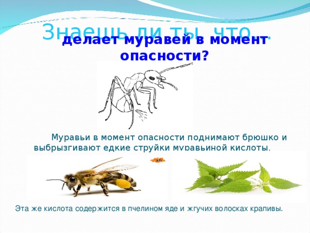 Знаешь ли ты, что… делает муравей в момент опасности?  Муравьи в момент опасности поднимают брюшко и выбрызгивают едкие струйки муравьиной кислоты. Эта же кислота содержится в пчелином яде и жгучих волосках крапивы. 