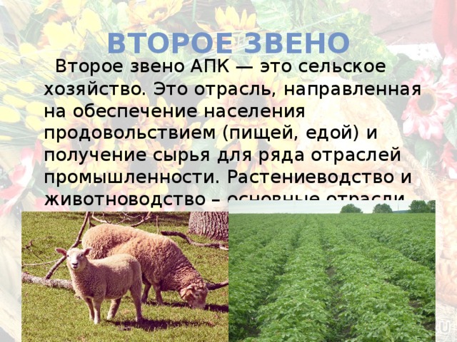 ВТОРОЕ ЗВЕНО  Второе звено АПК — это сельское хозяйство. Это отрасль, направленная на обеспечение населения продовольствием (пищей, едой) и получение сырья для ряда отраслей промышленности. Растениеводство и животноводство – основные отрасли сельского хозяйства. 