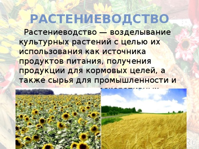 растениеводство  Растениеводство — возделывание культурных растений с целью их использования как источника продуктов питания, получения продукции для кормовых целей, а также сырья для промышленности и иных, в том числе декоративных целей. 