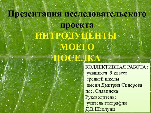 Презентация исследовательского проекта ИНТРОДУЦЕНТЫ МОЕГО  ПОСЕЛКА КОЛЛЕКТИВНАЯ РАБОТА :  учащихся 5 класса  средней школы  имени Дмитрия Сидорова пос. Славинска Руководитель:  учитель географии Д.В.Шеллунц  