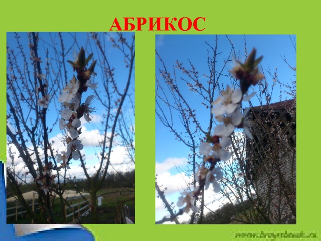 АБРИКОС АБРИКОС  