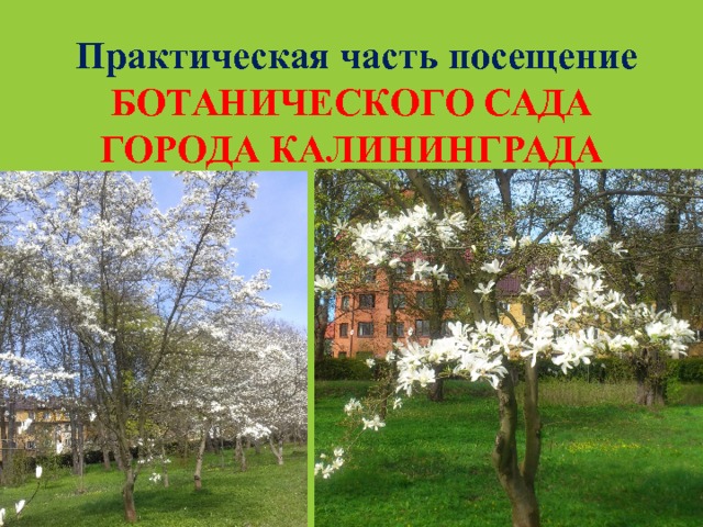  Практическая часть посещение БОТАНИЧЕСКОГО САДА ГОРОДА КАЛИНИНГРАДА  