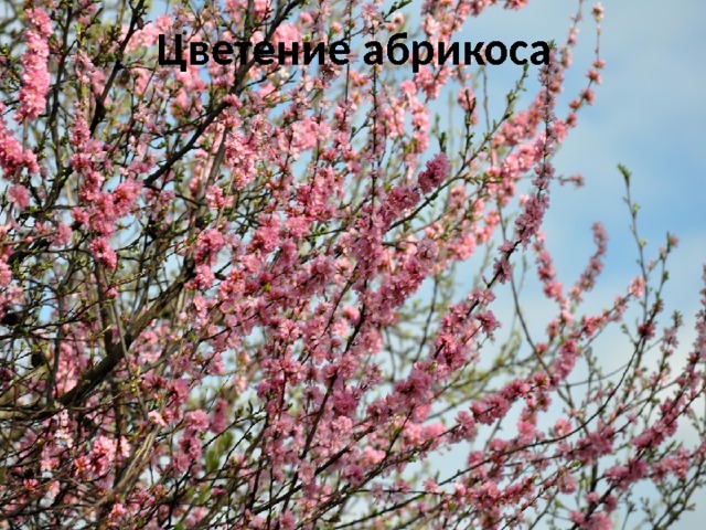 Цветение абрикоса    