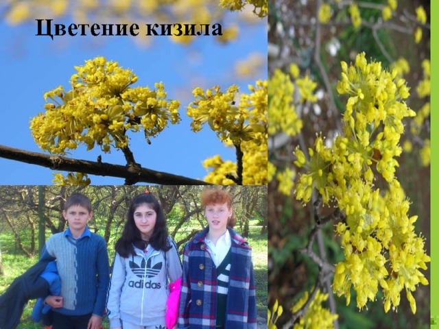 Цветение кизила 