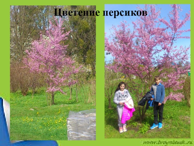 Цветение персиков  