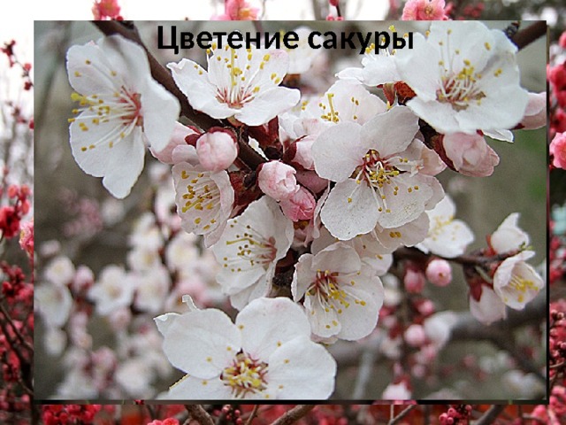 Цветение сакуры Сакура  