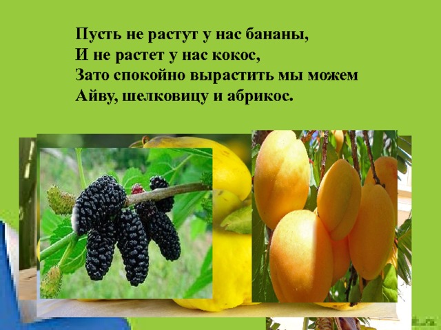 Пусть не растут у нас бананы, И не растет у нас кокос, Зато спокойно вырастить мы можем Айву, шелковицу и абрикос. 