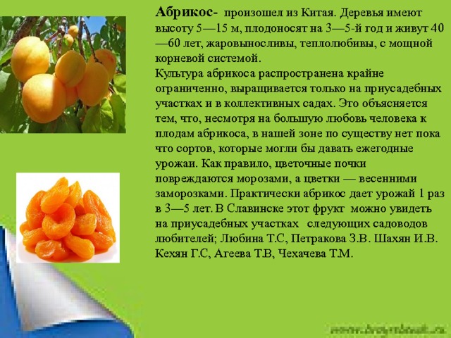 Абрикос-  произошел из Китая. Деревья имеют высоту 5—15 м, плодоносят на 3—5-й год и живут 40—60 лет, жаровыносливы, теплолюбивы, с мощной корневой системой. Культура абрикоса распространена крайне ограниченно, выращивается только на приусадебных участках и в коллективных садах. Это объясняется тем, что, несмотря на большую любовь человека к плодам абрикоса, в нашей зоне по существу нет пока что сортов, которые могли бы давать ежегодные урожаи. Как правило, цветочные почки повреждаются морозами, а цветки — весенними заморозками. Практически абрикос дает урожай 1 раз в 3—5 лет. В Славинске этот фрукт можно увидеть на приусадебных участках следующих садоводов любителей; Любина Т.С, Петракова З.В. Шахян И.В. Кехян Г.С, Агеева Т.В, Чехачева Т.М. 