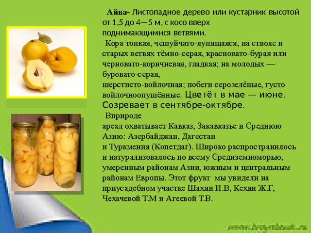  Айва- Листопадное дерево или кустарник высотой от 1,5 до 4—5 м, с косо вверх поднимающимися ветвями. Кора тонкая, чешуйчато-лупящаяся, на стволе и старых ветвях тёмно-серая, красновато-бурая или черновато-коричневая, гладкая; на молодых — буровато-серая, шерстисто-войлочная; побеги серозелёные, густо войлочноопушённые. Цветёт в мае — июне. Созревает в сентябре-октябре. Вприроде  ареал охватывает Кавказ, Закавказье и Среднюю Азию: Азербайджан, Дагестан и Туркмения (Копетдаг). Широко распространилось и натурализовалось по всему Средиземноморью, умеренным районам Азии, южным и центральным районам Европы. Этот фрукт мы увидели на приусадебном участке Шахян И.В, Кехян Ж.Г, Чехачевой Т.М и Агеевой Т.В. 