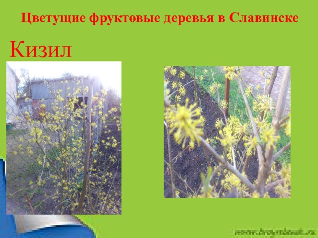Цветущие фруктовые деревья в Славинске Кизил  