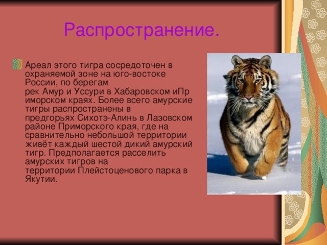 Распространение. Ареал этого тигра сосредоточен в охраняемой зоне на юго-востоке России, по берегам рек Амур и Уссури в Хабаровском иПриморском краях. Более всего амурские тигры распространены в предгорьях Сихотэ-Алинь в Лазовском районе Приморского края, где на сравнительно небольшой территории живёт каждый шестой дикий амурский тигр. Предполагается расселить амурских тигров на территории Плейстоценового парка в Якутии. 