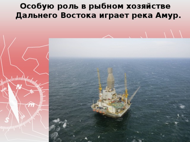 Особую роль в рыбном хозяйстве Дальнего Востока играет река Амур. 