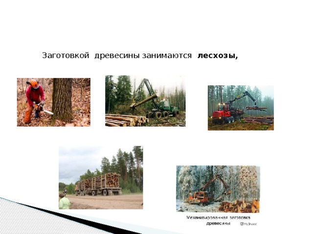 Заготовкой древесины занимаются лесхозы, 