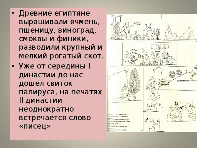 Древние египтяне выращивали ячмень, пшеницу, виноград, смоквы и финики, разводили крупный и мелкий рогатый скот. Уже от середины I династии до нас дошел свиток папируса, на печатях II династии неоднократно встречается слово «писец» 