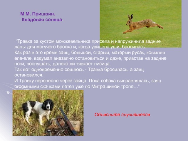 М.М. Пришвин.  Кладовая солнца .  “ Травка за кустом можжевельника присела и напружинила задние лапы для могучего броска и, когда увидела уши, бросилась. Как раз в это время заяц, большой, старый, матерый русак, ковыляя еле-еле, вздумал внезапно остановиться и даже, привстав на задние ноги, послушать, далеко ли тявкает лисица. Так вот одновременно сошлось - Травка бросилась, а заяц остановился. И Травку перенесло через зайца. Пока собака выправлялась, заяц огромными скачками летел уже по Митрашиной тропе…” Объясните случившееся .  