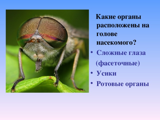  Какие органы расположены на голове насекомого? Сложные глаза  (фасеточные) Усики Ротовые органы  