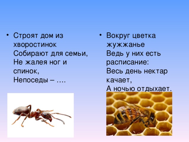 Строят дом из хворостинок  Собирают для семьи,  Не жалея ног и спинок,  Непоседы – …. Вокруг цветка жужжанье  Ведь у них есть расписание:  Весь день нектар качает,  А ночью отдыхает. 