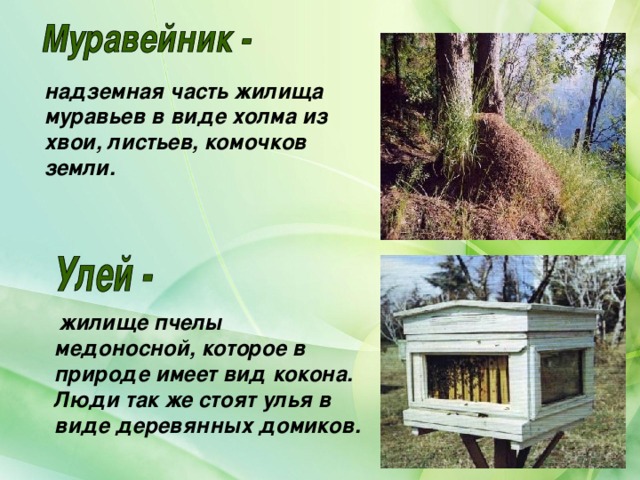надземная часть жилища муравьев в виде холма из хвои, листьев, комочков земли.  жилище пчелы медоносной, которое в природе имеет вид кокона. Люди так же стоят улья в виде деревянных домиков. 