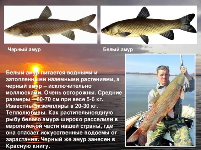 Черный амур Белый амур Белый амур питается водными и затопленными наземными растениями, а черный амур – исключительно моллюсками. Очень осторожны. Средние размеры – 60-70 см при весе 5-6 кг. Известны экземпляры в 20-30 кг. Теплолюбивы. Как растительноядную рыбу белого амура широко расселили в европейской части нашей страны, где она спасает искусственные водоемы от зарастания. Черный же амур занесен в Красную книгу. 
