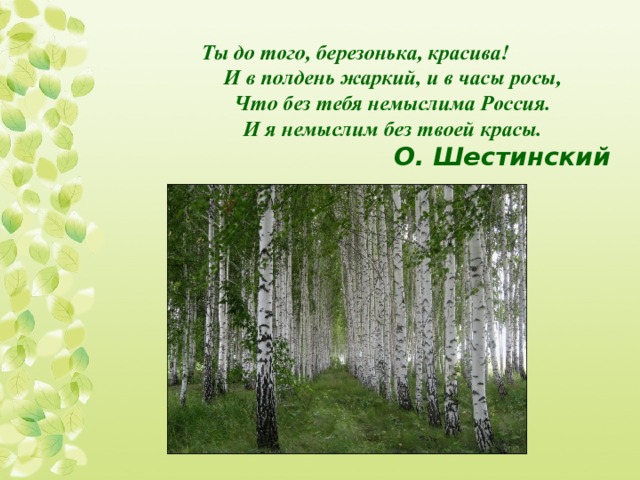 Ты до того, березонька, красива!                И в полдень жаркий, и в часы росы,                Что без тебя немыслима Россия.                И я немыслим без твоей красы.   О. Шестинский 