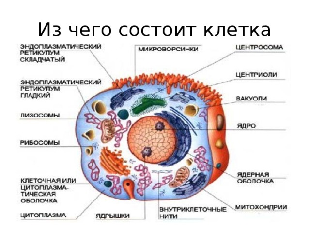Из чего состоит клетка  