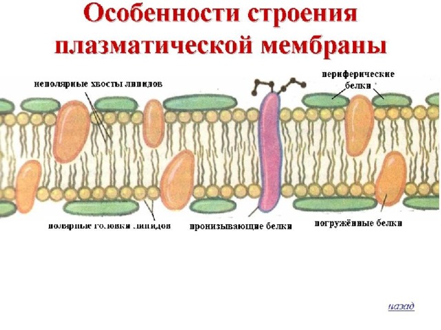 Состав Плазматической мембраны П. М. – организует клетку снаружи и обусловливает непосредственную связь с внешней средой. П. М. – организует клетку снаружи и обусловливает непосредственную связь с внешней средой. П. М. – организует клетку снаружи и обусловливает непосредственную связь с внешней средой. Толщина П. М. составляет 10 нм, состоит из 40% липидов, 5 – 10% углеводов, 50 – 55% белков. 