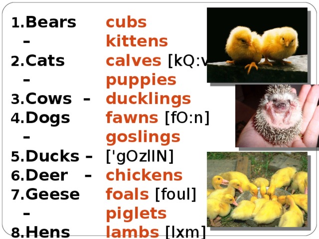 Bears – Cats – Cows – Dogs – Ducks – Deer – Geese – Hens – Horses – Swine – Sheep - cubs kittens calves [ kQ:v ] puppies ducklings fawns [ fO:n ] goslings [ 'gOzlIN ] chickens foals [ foul ] piglets lambs [ lxm ] 