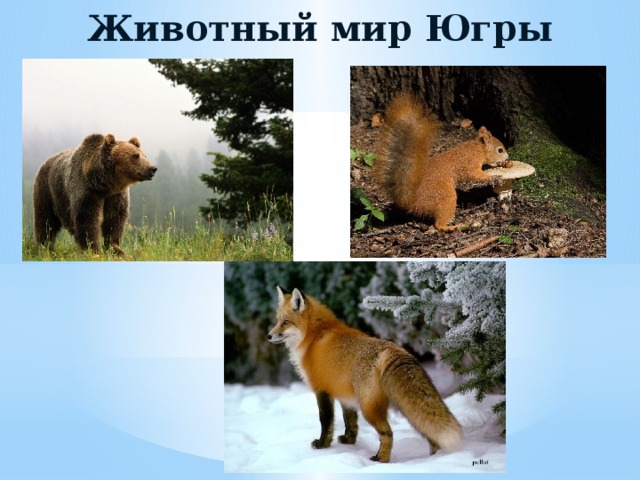 Животный мир Югры 