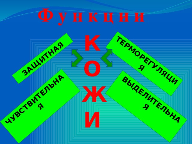 ЗАЩИТНАЯ ТЕРМОРЕГУЛЯЦИЯ ЧУВСТВИТЕЛЬНАЯ  ВЫДЕЛИТЕЛЬНАЯ Ф у н к ц и и КОЖИ 