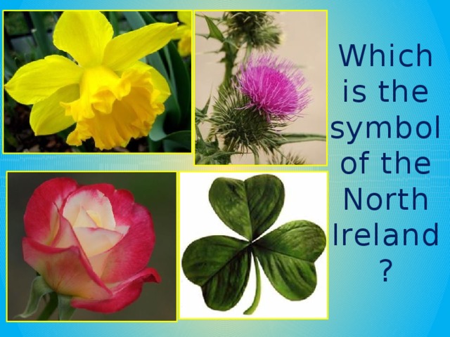 Which is the symbol of the North Ireland?