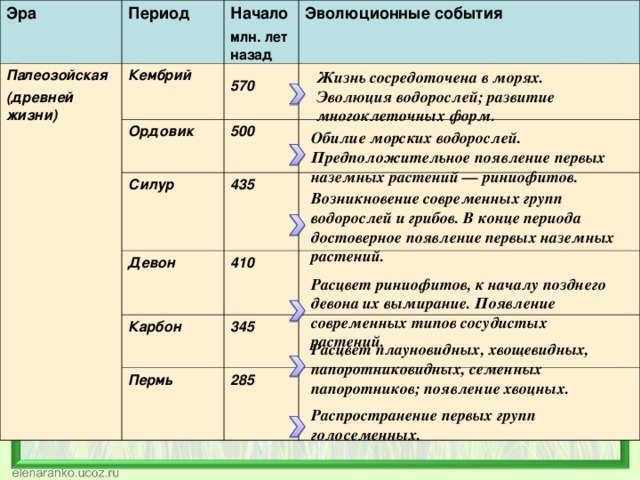 Эра Период  Палеозойская (древней жизни) Начало млн. лет назад Кембрий  Эволюционные события 570  Ордовик 500 Силур  435 Девон 410  Карбон Пермь 345  285  Жизнь сосредоточена в морях. Эволюция водорослей; развитие многоклеточных форм. Обилие морских водорослей. Предположительное появление первых наземных растений — риниофитов.  Возникновение современных групп водорослей и грибов. В конце периода достоверное появление первых наземных растений. Расцвет риниофитов, к началу позднего девона их вымирание. Появление современных типов сосудистых растений. Расцвет плауновидных, хвощевидных, папоротниковидных, семенных папоротников; появление хвоцных. Распространение первых групп голосеменных. 