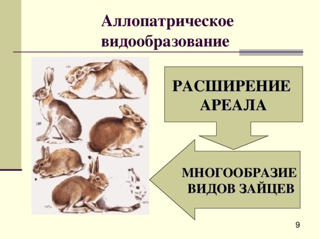Аллопатрическое видообразование РАСШИРЕНИЕ АРЕАЛА МНОГООБРАЗИЕ ВИДОВ ЗАЙЦЕВ 