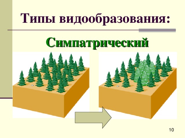 Типы видообразования: Симпатрический 