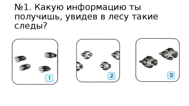 № 1. Какую информацию ты получишь, увидев в лесу такие следы?