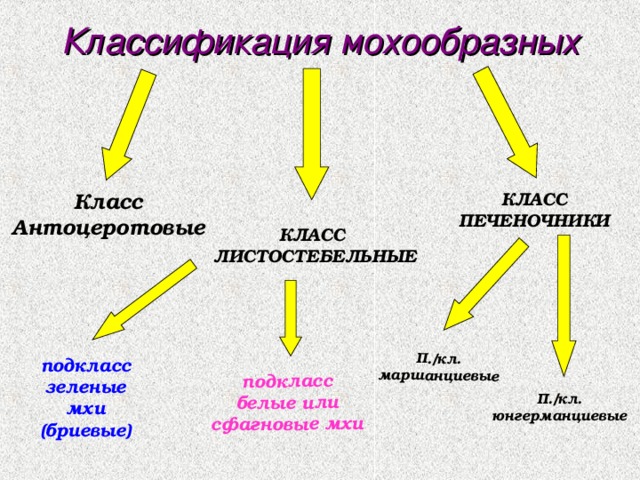 подкласс зеленые мхи (бриевые) подкласс белые или сфагновые мхи   П./кл. маршанциевые  Классификация мохообразных  Класс Антоцеротовые КЛАСС ПЕЧЕНОЧНИКИ КЛАСС ЛИСТОСТЕБЕЛЬНЫЕ   П./кл. юнгерманциевые