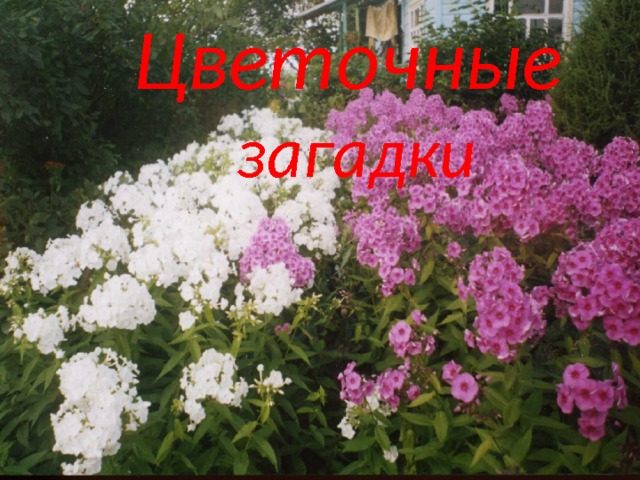 Цветочные  загадки цветочные загадки 