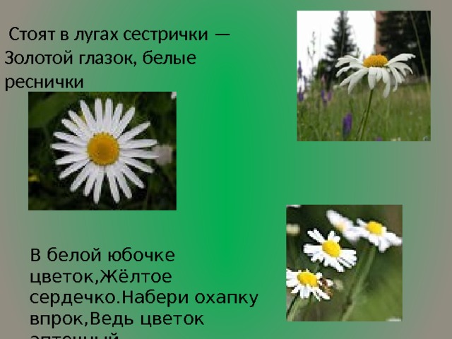  Стоят в лугах сестрички —  Золотой глазок, белые реснички В белой юбочке цветок,Жёлтое сердечко.Набери охапку впрок,Ведь цветок аптечный.  