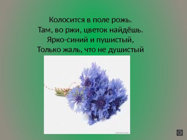 Колосится в поле рожь.  Там, во ржи, цветок найдёшь.  Ярко-синий и пушистый,  Только жаль, что не душистый 