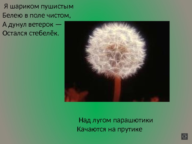  Я шариком пушистым  Белею в поле чистом,  А дунул ветерок —  Остался стебелёк.  Над лугом парашютики  Качаются на прутике 