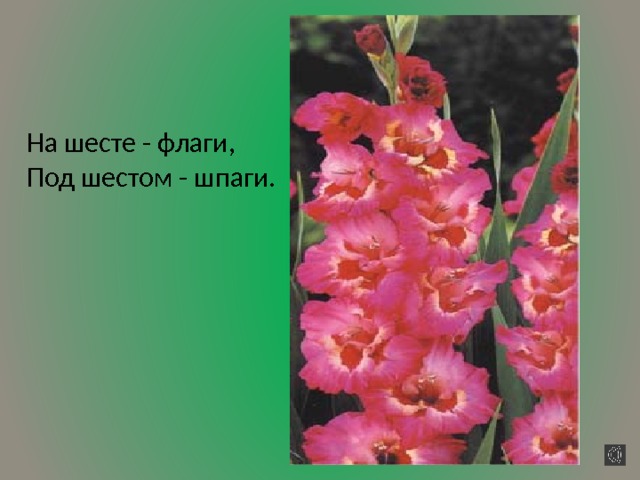 На шесте - флаги,  Под шестом - шпаги.          
