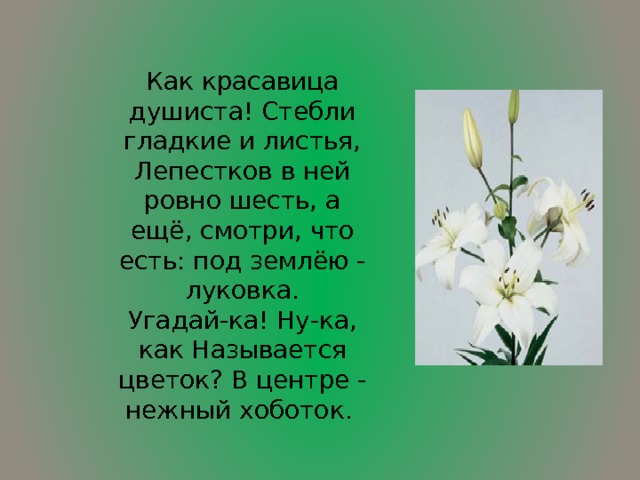 Как красавица душиста! Стебли гладкие и листья, Лепестков в ней ровно шесть, а ещё, смотри, что есть: под землёю - луковка. Угадай-ка! Ну-ка, как Называется цветок? В центре - нежный хоботок.  