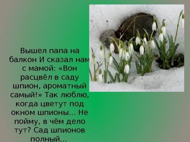 Вышел папа на балкон И сказал нам с мамой: «Вон расцвёл в саду шпион, ароматный самый!» Так люблю, когда цветут под окном шпионы... Не пойму, в чём дело тут? Сад шпионов полный...  