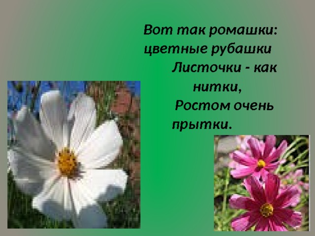 Вот так ромашки:  цветные рубашки    Листочки - как нитки,    Ростом очень прытки.        