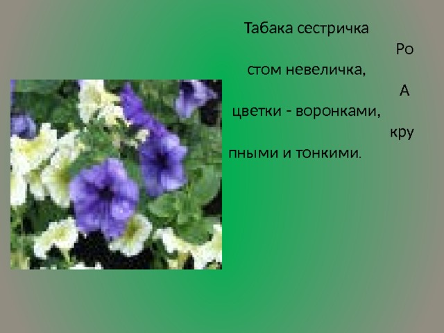 Табака сестричка                                     Ростом невеличка,                                     А цветки - воронками,                                    крупными и тонкими .        