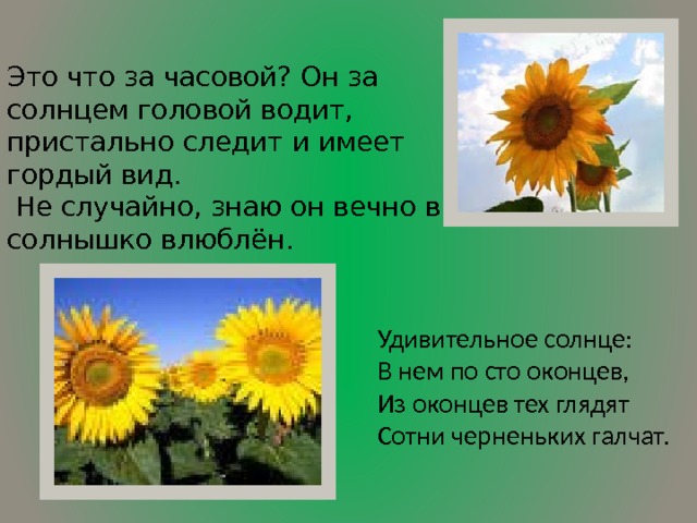 Это что за часовой? Он за солнцем головой водит, пристально следит и имеет гордый вид.  Не случайно, знаю он вечно в солнышко влюблён.  Удивительное солнце:  В нем по сто оконцев,  Из оконцев тех глядят  Сотни черненьких галчат. 