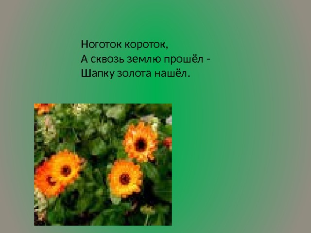 Ноготок короток,  А сквозь землю прошёл -  Шапку золота нашёл.       